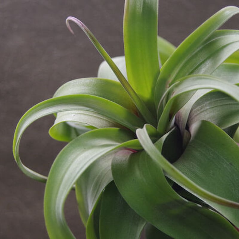 フレクスオーサ × ストレプトフィラ 02号 | air-plants TENGU-DO