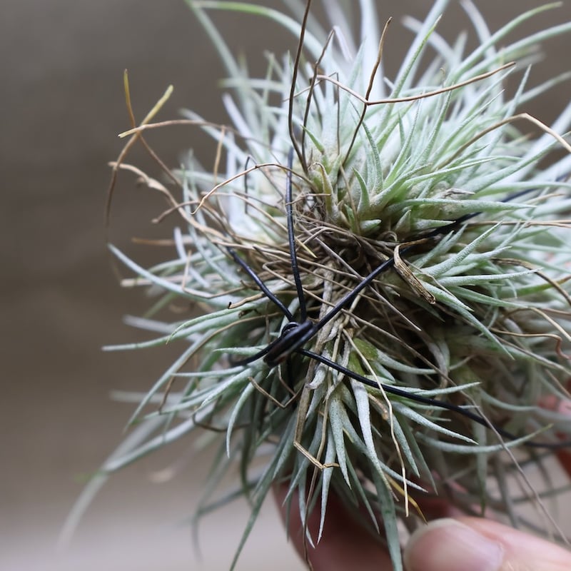 プリングレイ 13号 | air-plants TENGU-DO