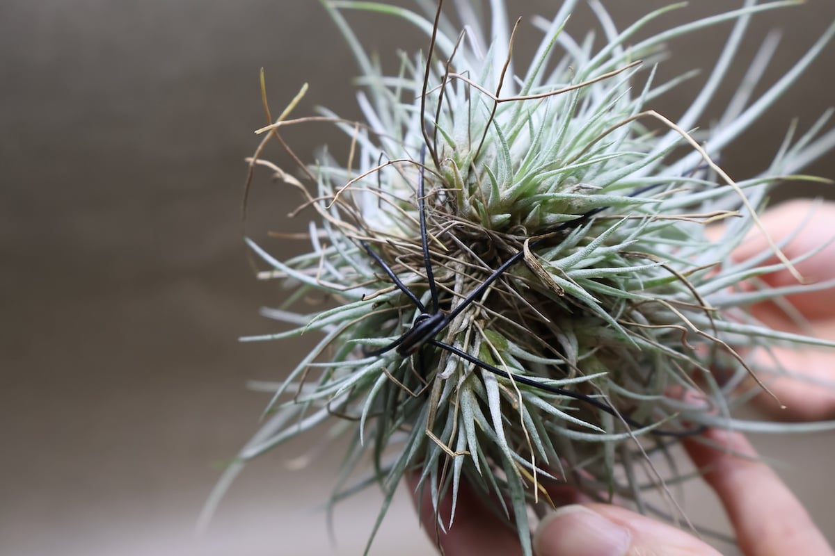 プリングレイ 13号 | air-plants TENGU-DO