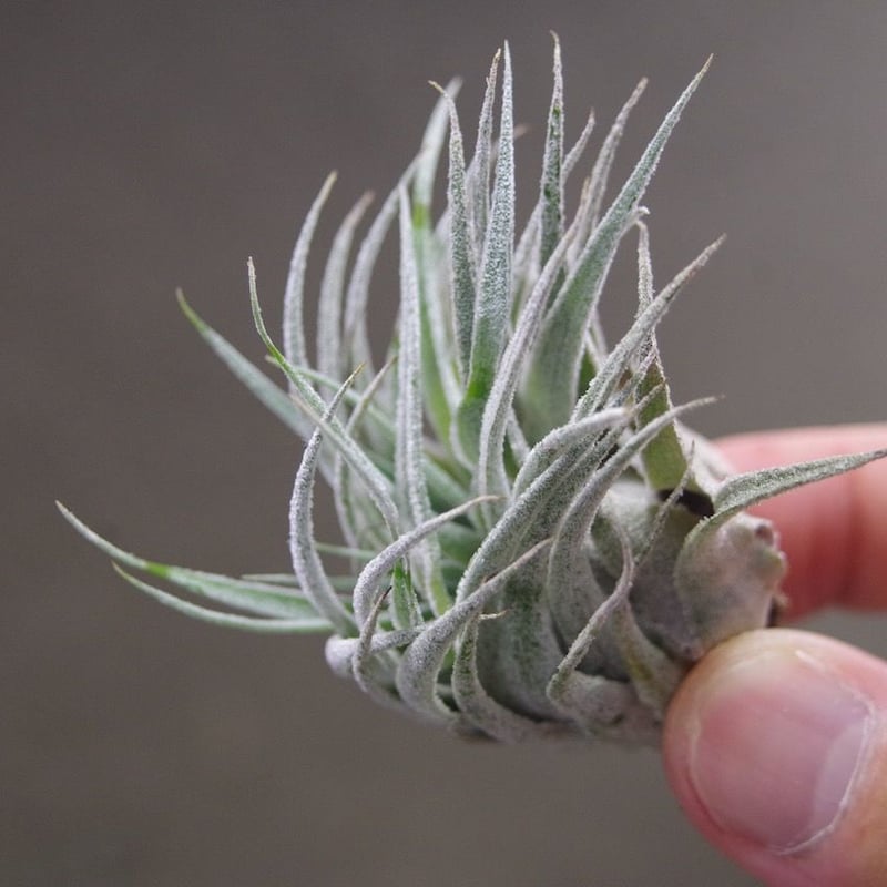 スプレンゲリアナ Lサイズ 02号 | air-plants TENGU-DO