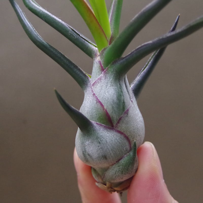 ブルボーサ ベリーズ（大型種）18号 | air-plants TENGU-DO