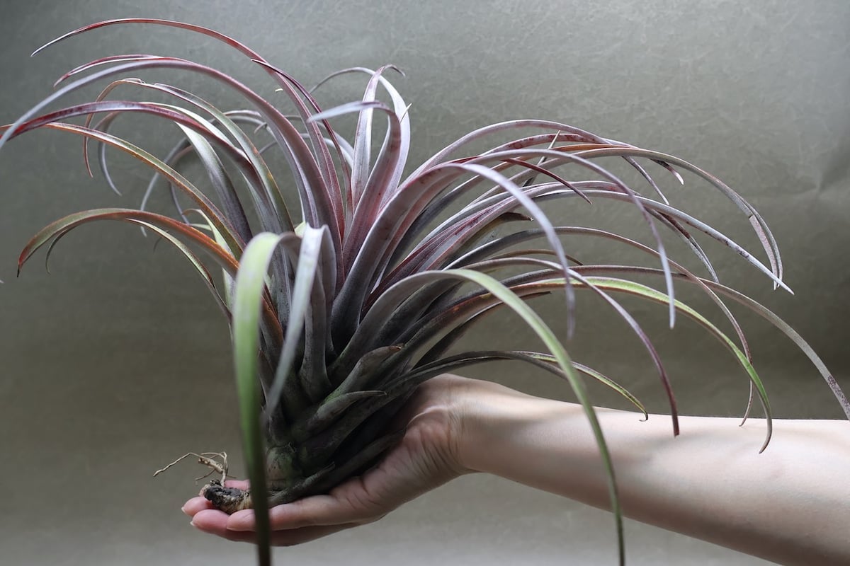 カピタータ ドミンゲンシス XL 35号 | air-plants TENGU-DO