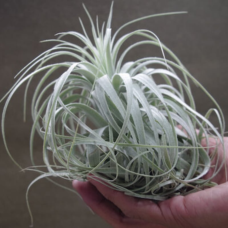 チャペウエンシス チュリフォルミス 01号 | air-plants TENGU-DO