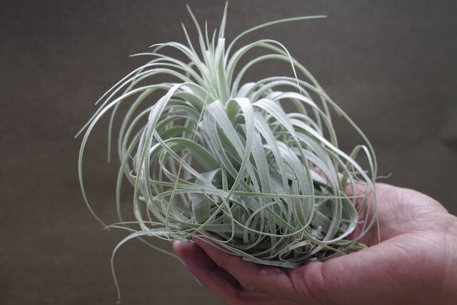 チャペウエンシス チュリフォルミス 01号 | air-plants TENGU-DO