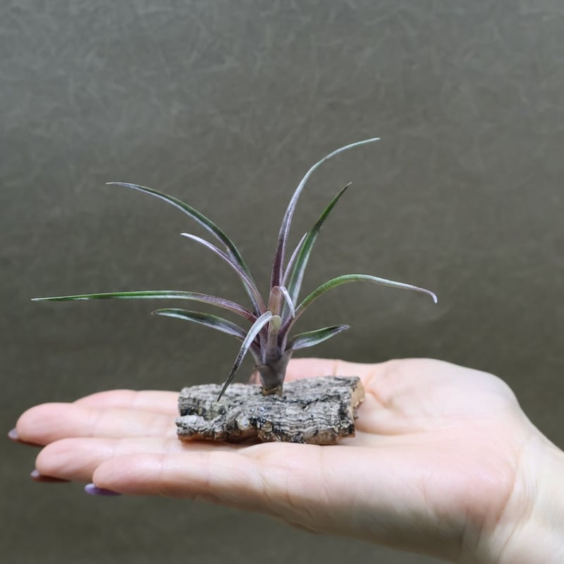 カピタータ ドミンゲンシス 41号 | air-plants TENGU-DO