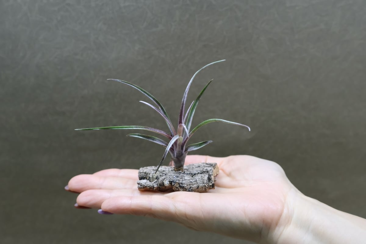 カピタータ ドミンゲンシス 41号 | air-plants TENGU-DO