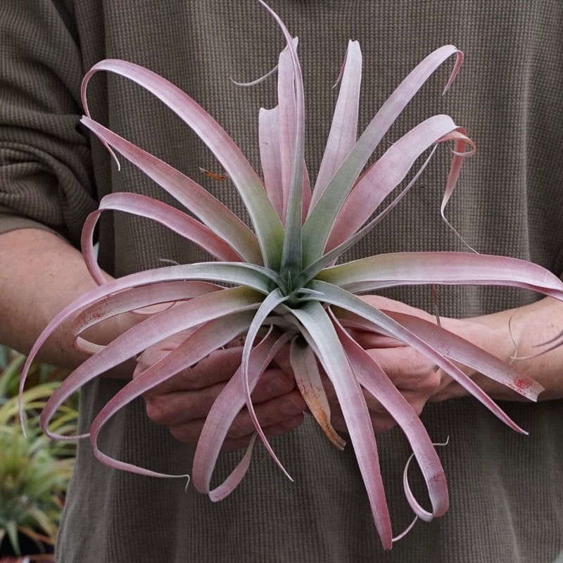 スタッフ特選】ココナッツ・グローブ XL | air-plants TENGU-DO