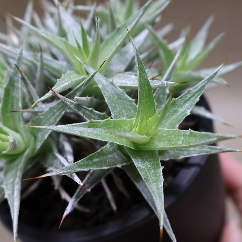 デウテロコニア ローレンツィアナ 19号 (Macata Bowl Long Size5)