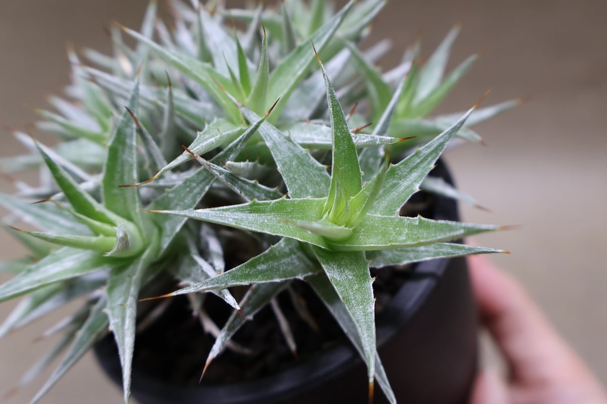 デウテロコニア ローレンツィアナ 19号 (Macata Bowl Long Size5)