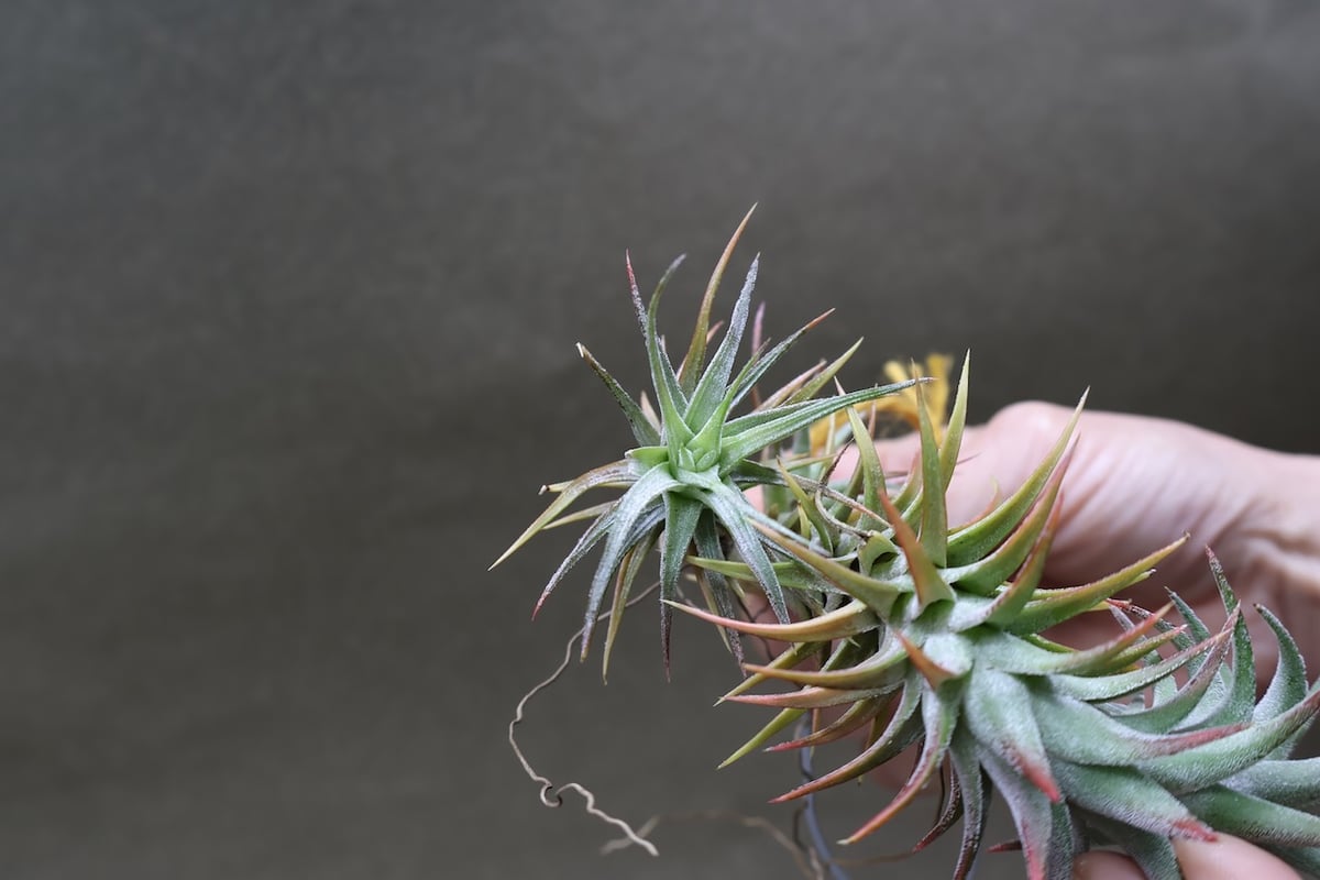 イオナンタ バンハイニンギー 126号 | air-plants TENGU-DO