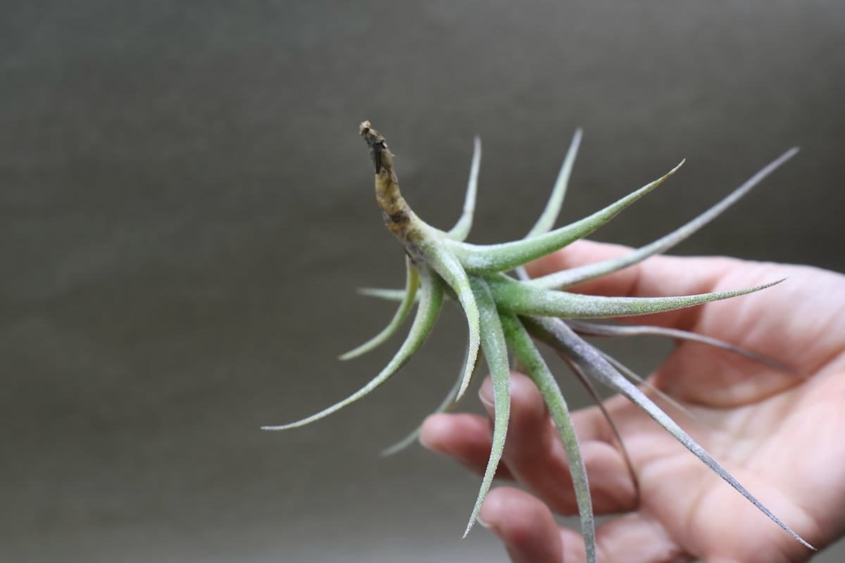 ムロルム 16号 | air-plants TENGU-DO