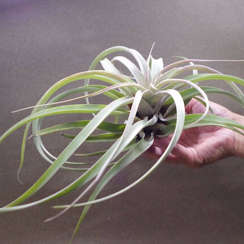 チランジア キセログラフィカ × ブラキカウロス ブラキカウロス × キセログラフィカ 14号 | air-plants TENGU-DO