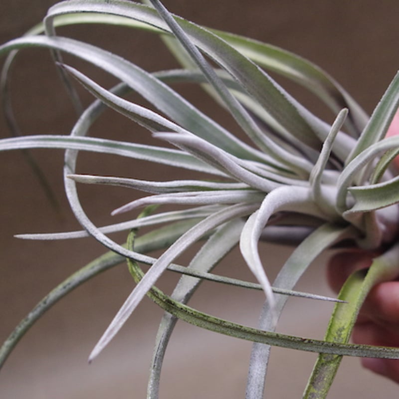 クラーケン 01号 | air-plants TENGU-DO