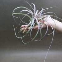 ロッテアエ 13号 | air-plants TENGU-DO