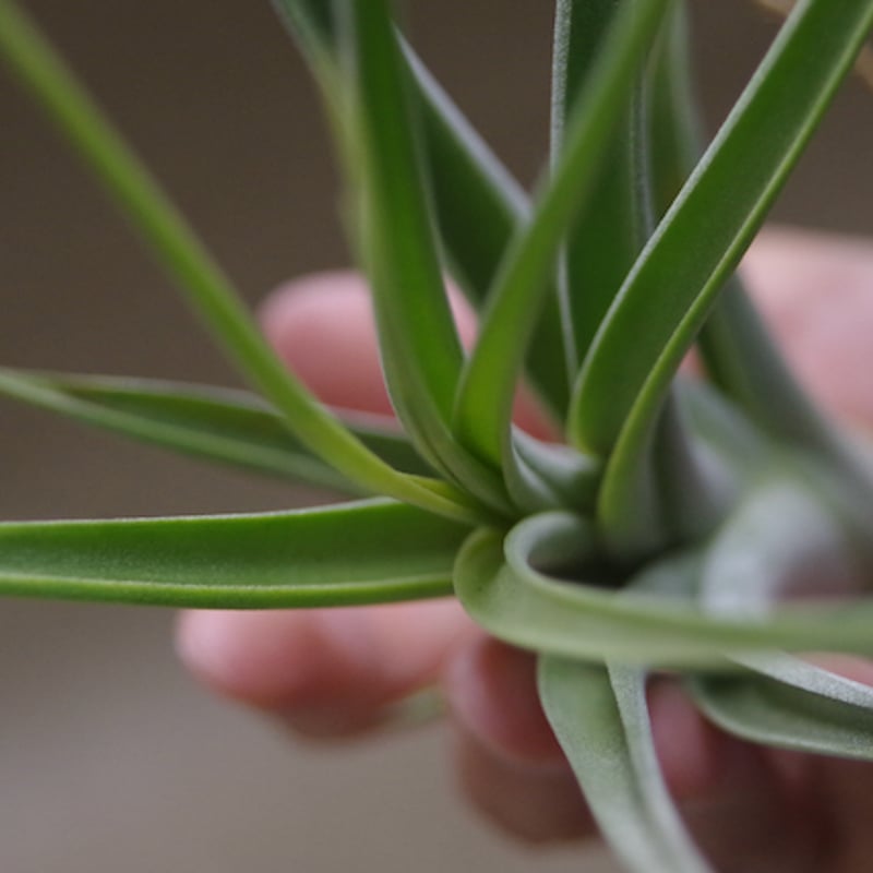 コンコロール x カプトメドーサエ 02号 | air-plants TENGU-DO コンコロール x カプトメドーサエ 02号 | air-plants TENGU-DO