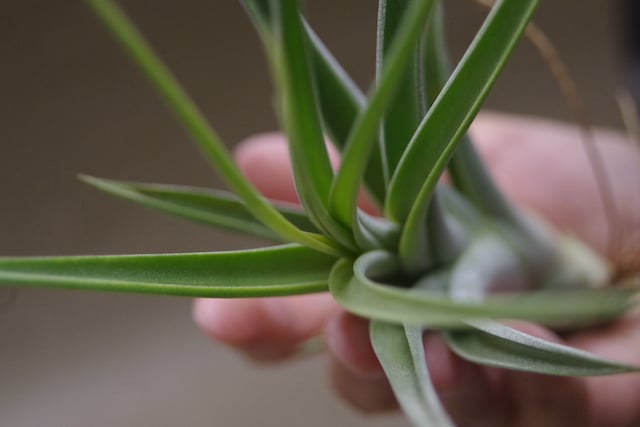 チランジア　カプトメデューサ x コンコロール コンコロール x カプトメドーサエ 02号 | air-plants TENGU-DO