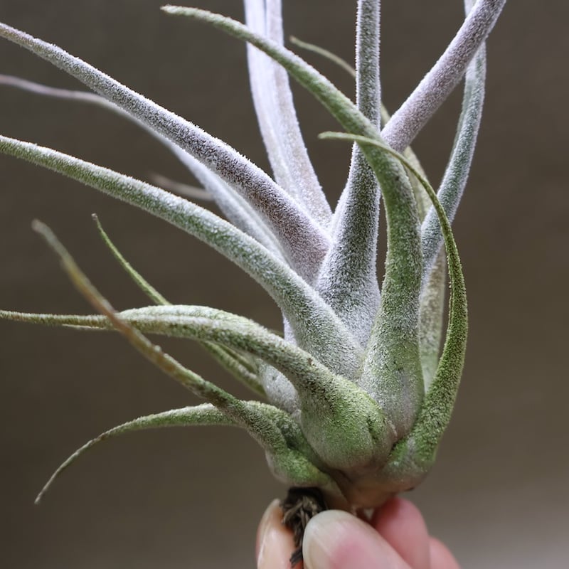 エーレルシアナ 49号 | air-plants TENGU-DO