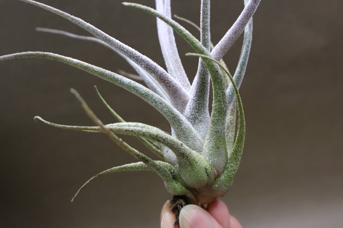 エーレルシアナ 49号 | air-plants TENGU-DO