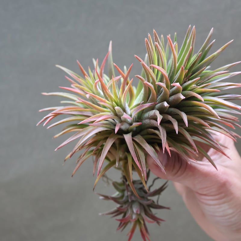 イオナンタ ウアメルラ 選抜株 46号 | air-plants TENGU-DO