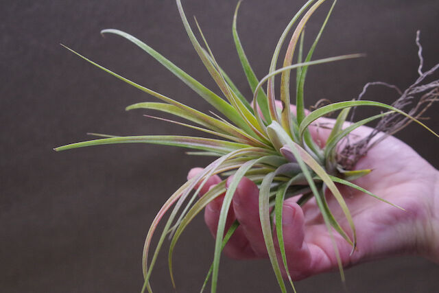 ローランドゴッセリニー × イオナンタ ローランドゴッセリニー × イオナンタ 02号 | air-plants TENGU-DO