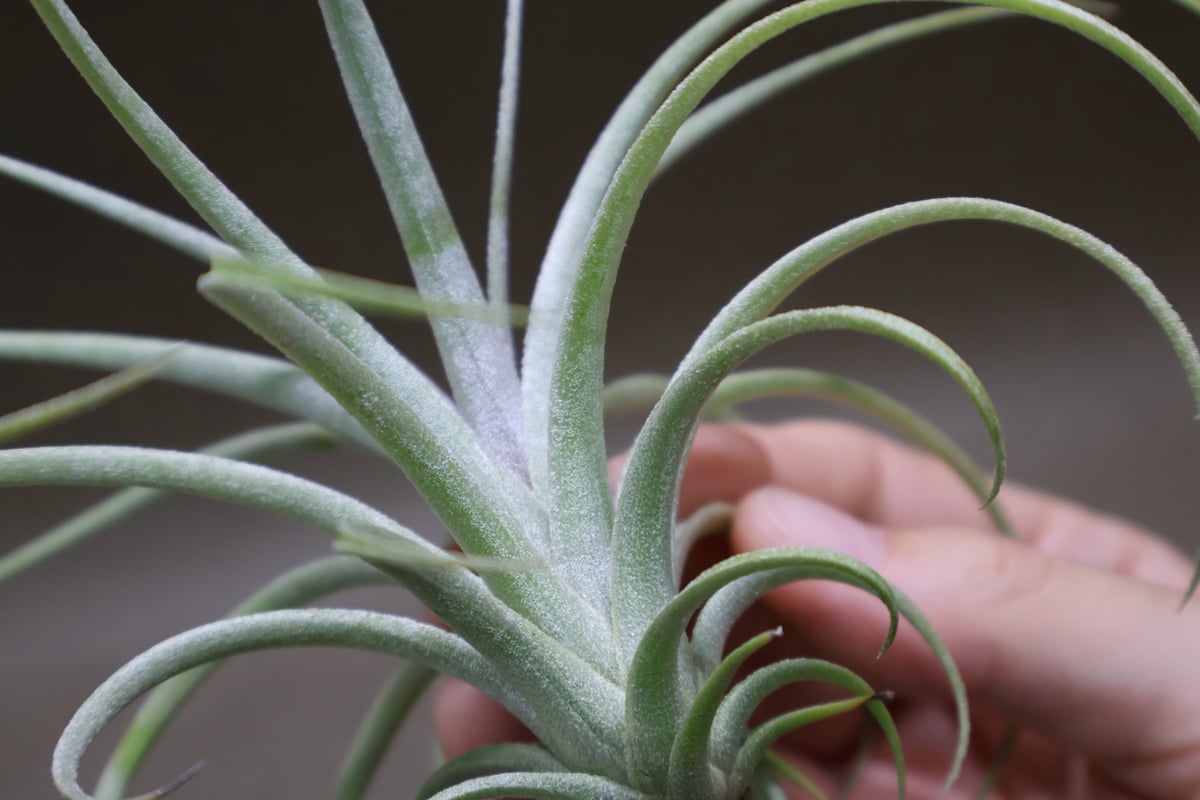 エクセルタ × イオナンタロン 03号 | air-plants TENGU-DO