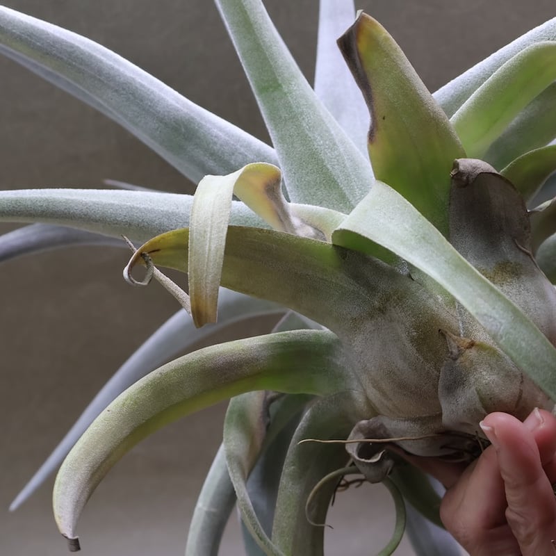ベアコレアーレ（ストレプトフィラ x チアペンシス）05号 | air-plants