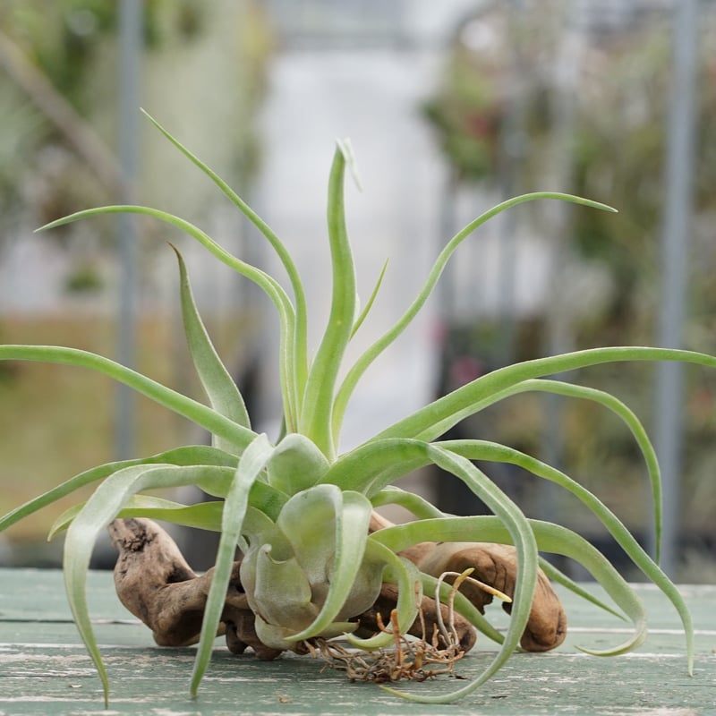 スタッフ特選】ストレプトフィラ 子株大株 S号 | air-plants TENGU-DO