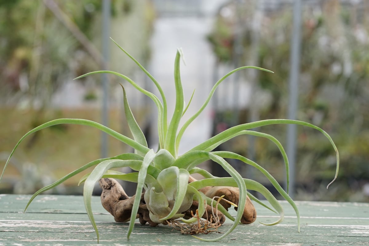 スタッフ特選】ストレプトフィラ 子株大株 S号 | air-plants TENGU-DO