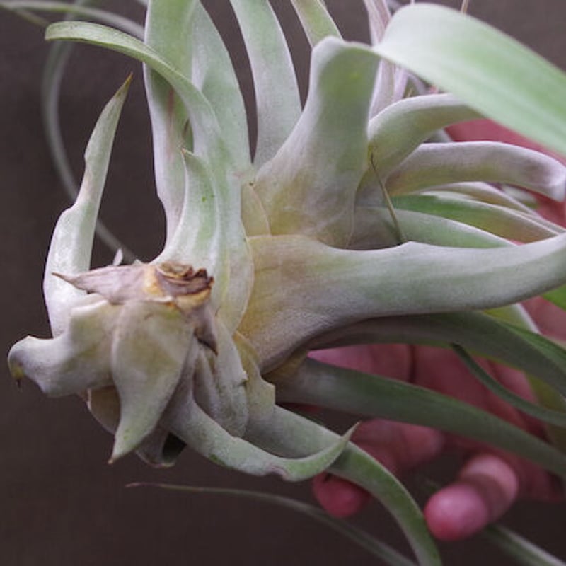 チランジア キセログラフィカ × ブラキカウロス 楽天市場】チランジア 交配種 (ハリシー × (キセログラフィカ