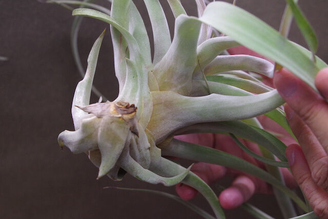 ブラキカウロス × キセログラフィカ XL 13号 | air-plants TENGU-DO