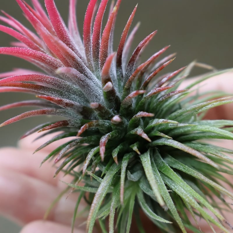 イオナンタ プレアデス 67号 | air-plants TENGU-DO