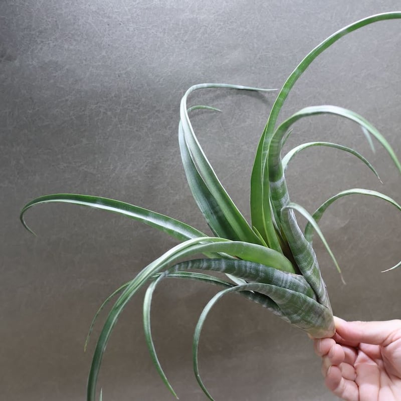 フレクスオーサ ツイスティッドフォーム 30号 | air-plants TENGU-DO