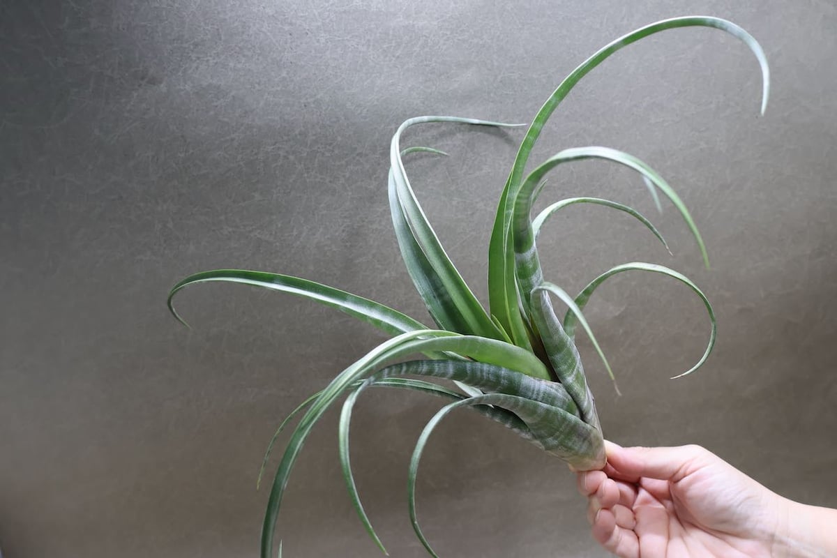 フレクスオーサ ツイスティッドフォーム 30号 | air-plants TENGU-DO