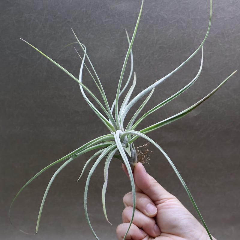 シーディアナ × エーレルシアナ 04号 | air-plants TENGU-DO