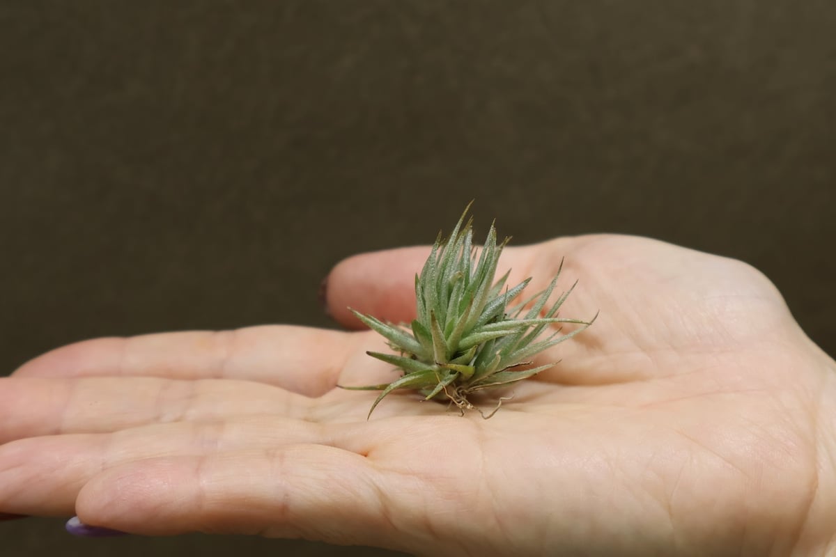ロリアセア 12号 | air-plants TENGU-DO