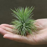 チランジア キューティーパイ Tillandsia Cutie Pie Tillandsia Cutie Pie - (T. ehlersiana x pueblensis), Koide