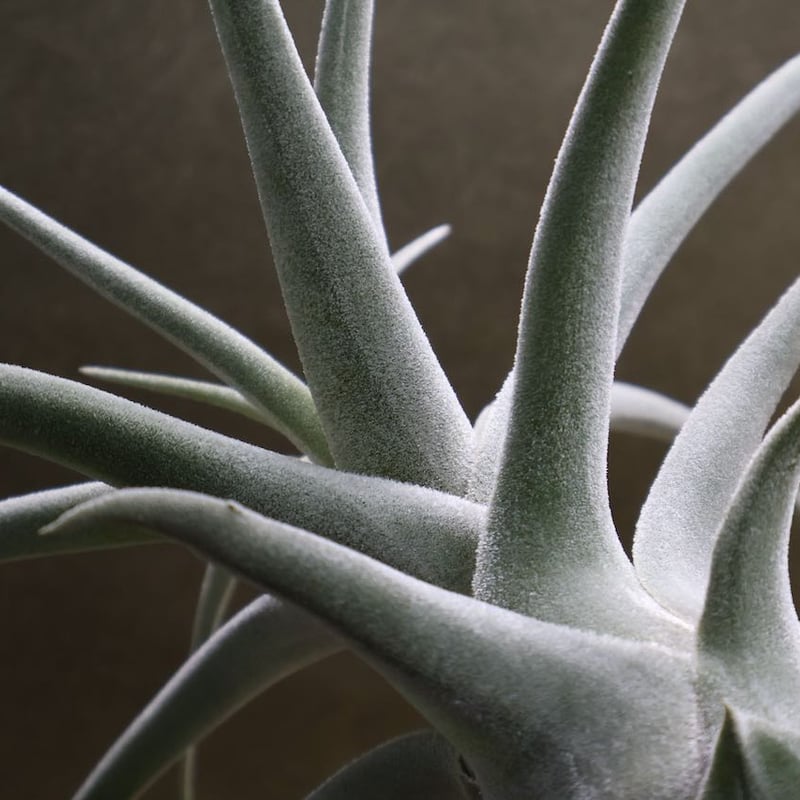 R*o様 チランジアハイブリッド R*o様 チランジアハイブリッド 🚗 2025.7.30 🤍📓ワゴンR