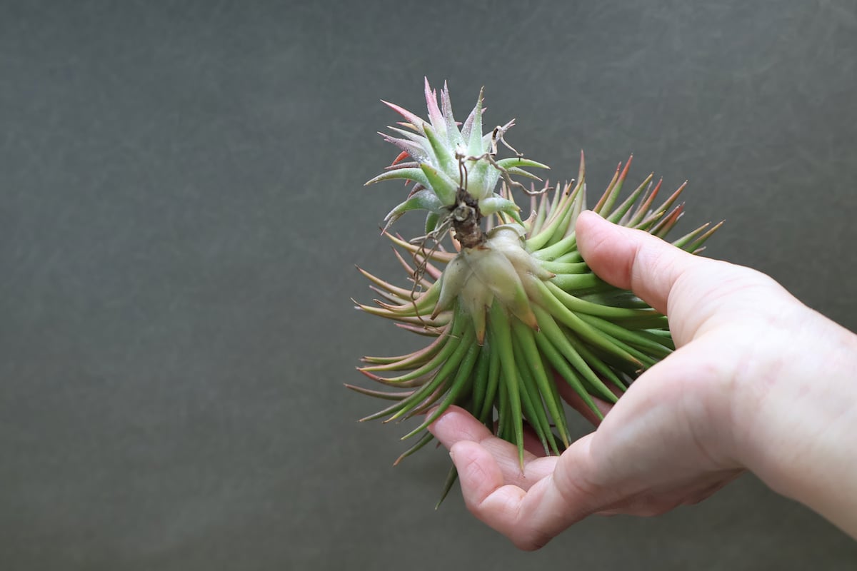 イオナンタ ウアメルラ 選抜株 46号 | air-plants TENGU-DO 