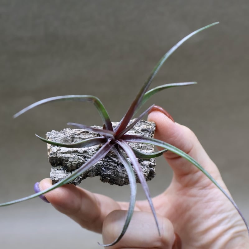 カピタータ ドミンゲンシス 41号 | air-plants TENGU-DO