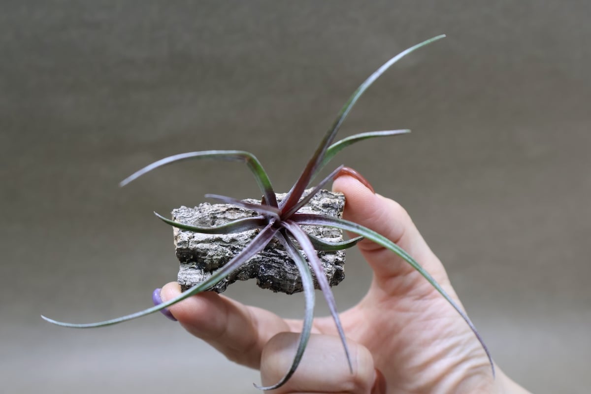 カピタータ ドミンゲンシス 41号 | air-plants TENGU-DO