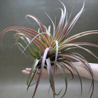 キセログラフィカ × チアペンシス Sサイズ 03号 | air-plants TENGU-DO
