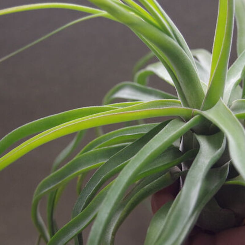 ストレプトフィラ 自然交雑種 12号 | air-plants TENGU-DO