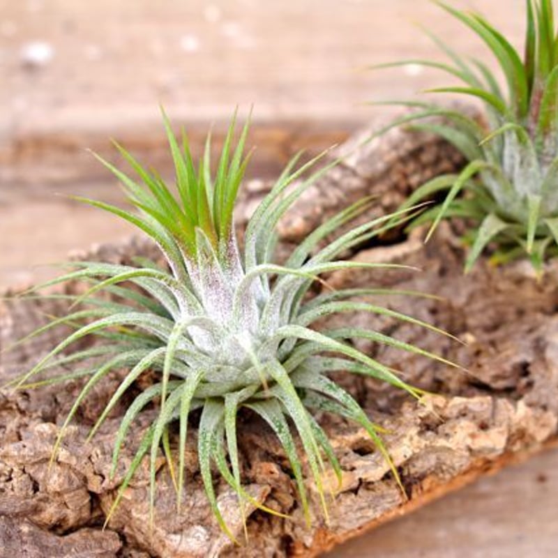 イオナンタ ストリクタ | air-plants TENGU-DO