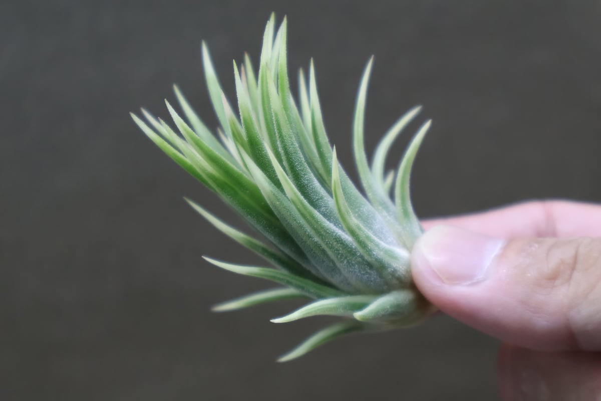 イオナンタ アルボマージナータ Sサイズ 42号 | air-plants TENGU-DO