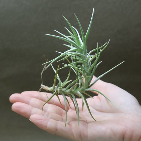 air-plants TENGU-DO