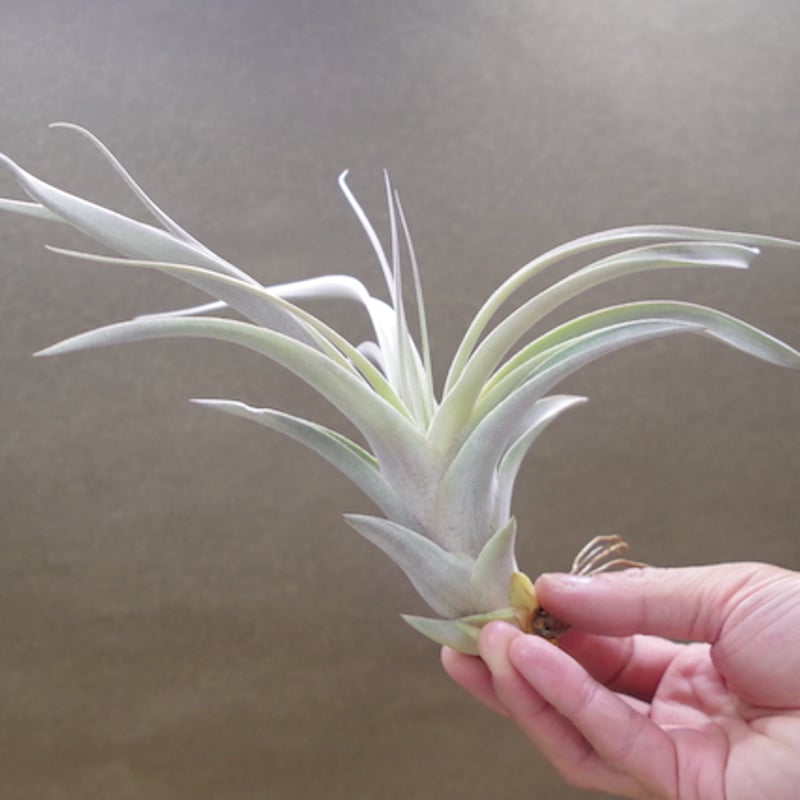 キセログラフィカ × チアペンシス Sサイズ 03号 | air-plants TENGU-DO