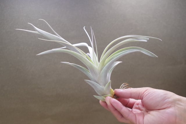 キセログラフィカ × チアペンシス Sサイズ 03号 | air-plants TENGU-DO