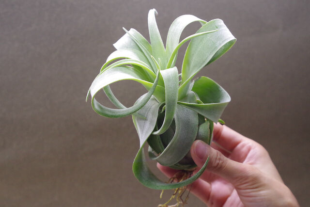 柔らかな質感の チランジア  ストレプトフィラ 植物/観葉植物