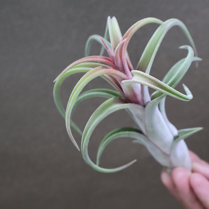 ムドロ（インターメディア ×イオナンタ） 08号 | air-plants TENGU-DO