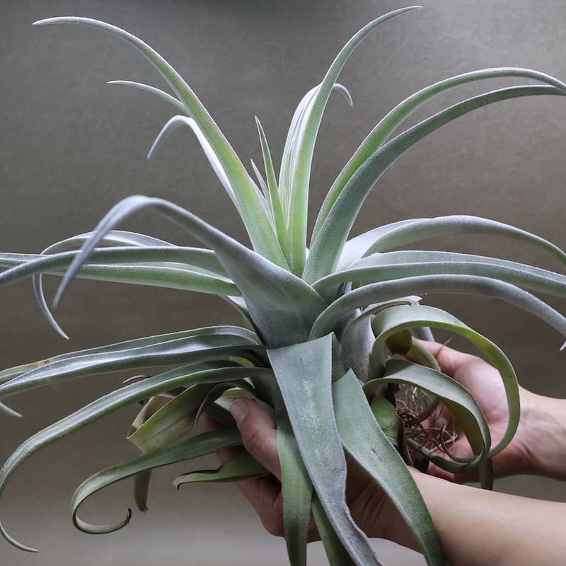 ベアコレアーレ（ストレプトフィラ x チアペンシス）05号 | air-plants